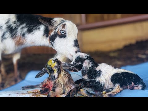 The PERFECT Miniature GOAT BIRTH | Poppy's Delivery