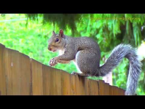 Cute Squirrel Eating Nuts - Squirrel and Nut