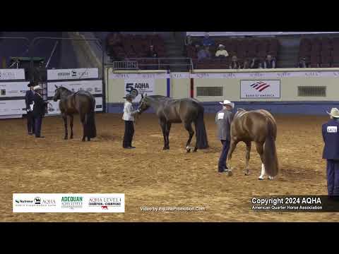 Performance Halter Mares - 2024 AQHA World Championship Show