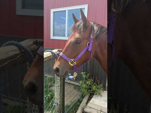 My New Fillies First HOOF TRIMMING! #horse #equestrian #horselover #fillyhorse