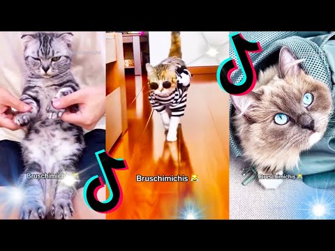 🤣 Mejores Videos de Gatos Bruschimichis | Compilación Divertida de Gatos Graciosos