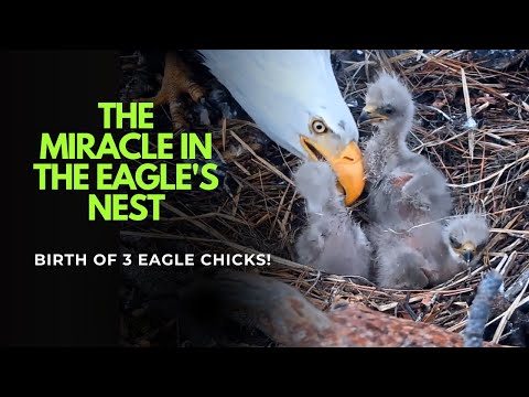 The Miracle in the Eagle's Nest: Witnessing the Birth of 3 Eagle Chicks!