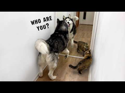 Dog Reaction In Front Of a Mirror! Huskies and Cats Face Off in a Hallway Mirror Challenge!