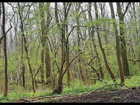 BIRDSONG NATURE MEDITATION for inner calm and healing