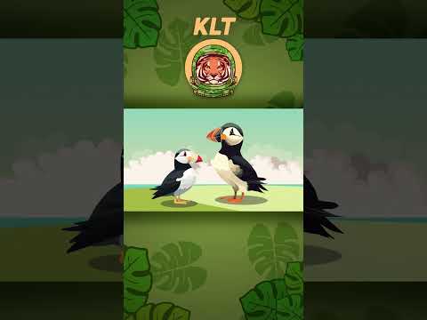 What Is A Puffin? | KLT Wild #shorts