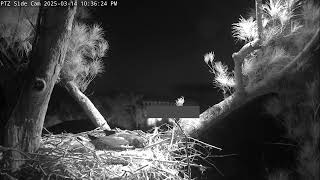 2 Eaglets Dasher & Dancer | Captiva Side PTZ Eagle Cam | Connie & Clive