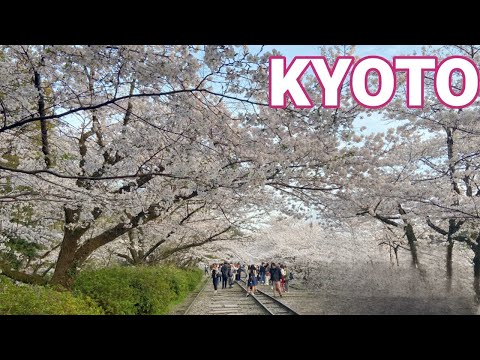 【KYOTO】Top 8 Must-See Sakura🌸 Spots in Kyoto By Kyoto Local【JAPAN】