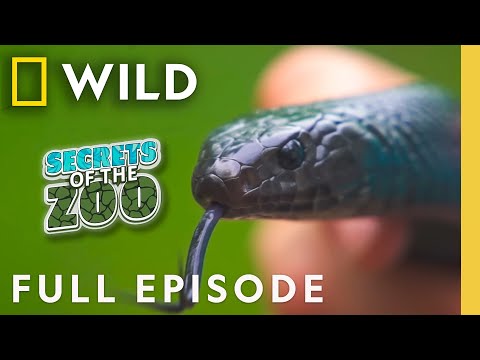 Snakes in Love (Full Episode) | Secrets of the Zoo: Tampa | Nat Geo Animals