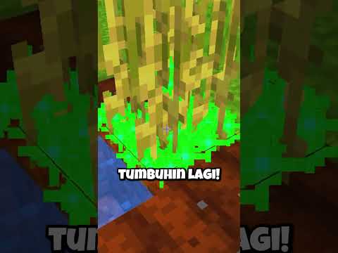 Item TERKUTUK ILLEGAL Yang Ada Di Minecraft