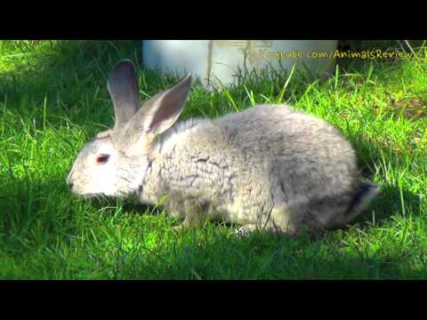 Cute Grey Bunny Rabbit Walks Outside, Eats Grass