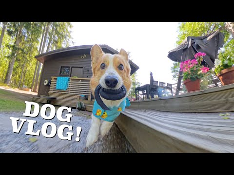 VLOGGING DOG! - Topi the Corgi