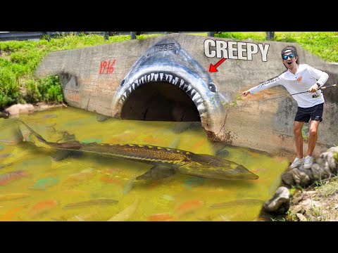 We FOUND a CANAL MONSTER...