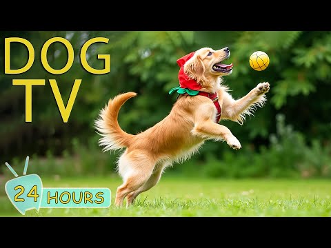 DOG TV: Video Cure Separation Anxiety & Provide Stress Relief for Dogs Home Alone - Music for Dogs