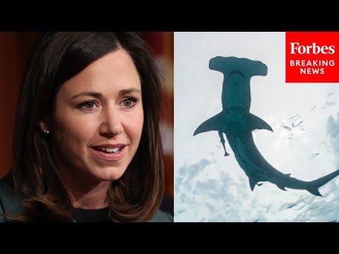 Katie Britt Reintroduces Bipartisan Shark Attack Prevention Bill