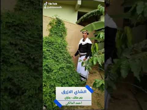 الشاي الازرق معلومه طيبه