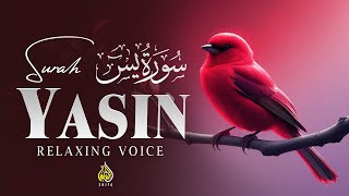 Surah Yasin (Yaseen) سورة يس | Lofi Quran | Marvelous Quran Recitation | SHIFA - Holy Quran