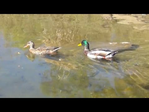 Ducks Swimming