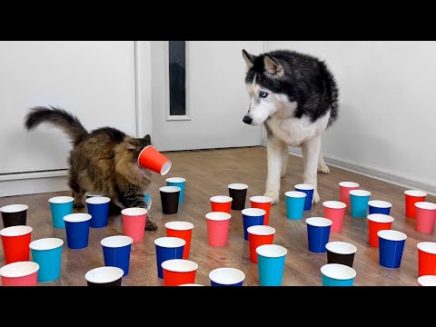 Who is Faster? Husky Dogs and Cats are Looking for a Hidden Treat in Paper Cups