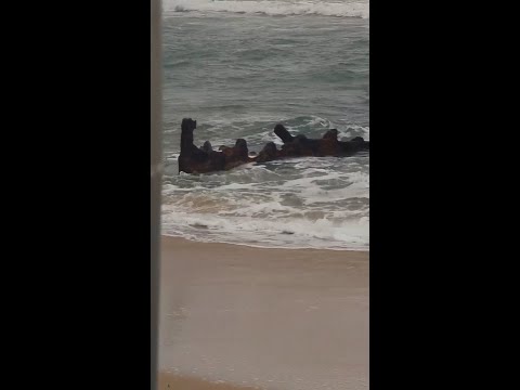 130-year-old shipwreck uncovered by ex-Cyclone Alfred