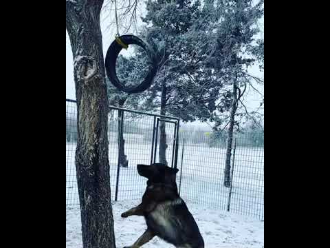 German Shepherd and his Tire