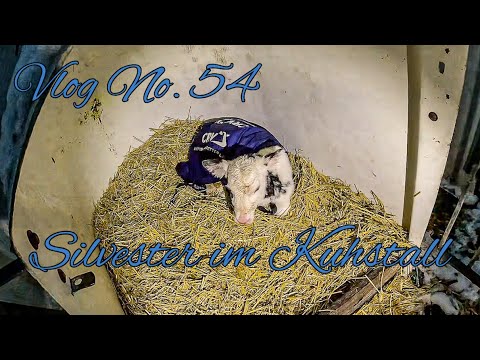 Farm-Vlog #54 Silvester im Kuhstall