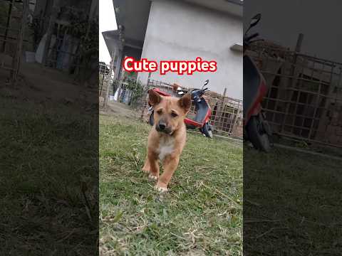 cute puppies #dogsound #street dog puppies