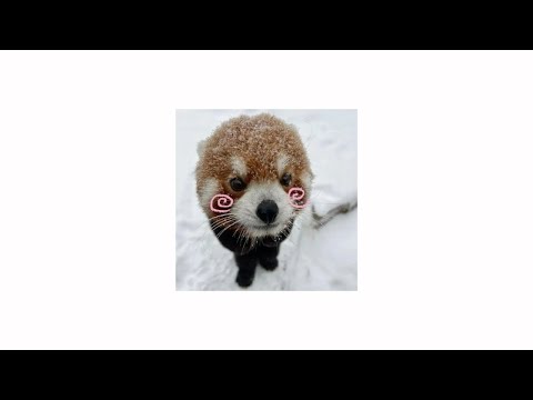 pov: you're a silly red panda! •⩊• (playlist)