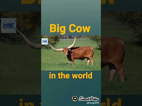 world's biggest cow(1)