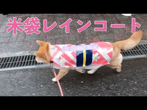 久しぶりに雨の日は米袋のレンコートで　柴犬小夏