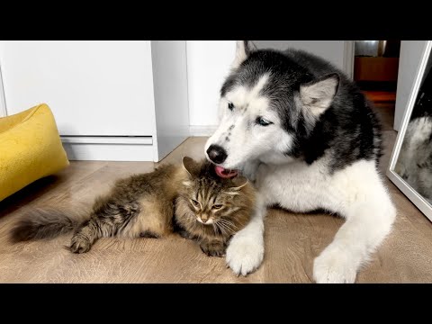 How Cats and Dogs React to Catnip! Husky and Cat Friendship