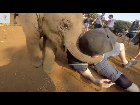 Funny Moments of Animals Attacking Humans!