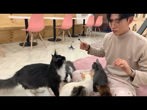 {ENG SUB} 고양이 카페, 15마리 고양이들과 힐링! / Cat Cafe in Seoul South Korea, Left Alone With 15 Adorable Cats!