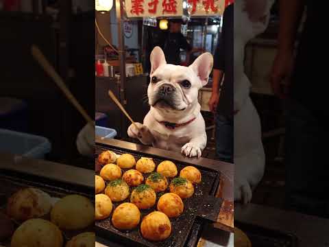 たこ焼き作りに挑戦するフレンチブルドッグ #ai #dog