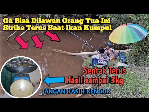 MANCING IKAN LAIS DI SUNGAI || STRIKE IKAN LAIS DI SUNGAI KECIL || BANYAK IKAN SUNGAI DI SINI