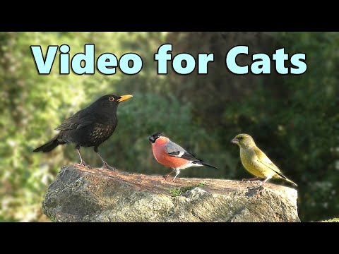 Videos for Cats on A Glorious Morning ~ Cat TV