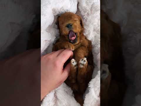 Every puppy scream #dogsofyoutube #funnydog #puppy #cute