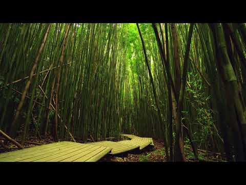 8 Hours - Bamboo Forest and Relaxing Nature Sounds 4K - RELAX, SLEEP, ASMR | Great Escapes