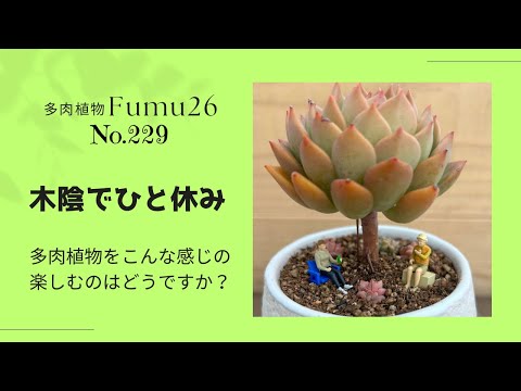 【多肉植物】こんな楽しみ方もいかがですか✨✨👫