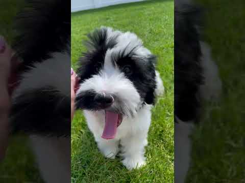 Meet Teton🐼 #puppy #yourdog #sheepadoodle #sheepadoodlepuppy