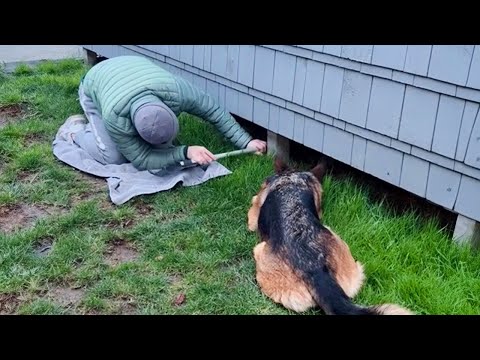 This is why you should have a dog 🤣 Funny Dog and Human