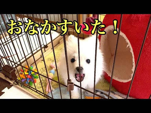 子犬のご飯がなくなりそうだったので買ってきました！美味しいかな？？【ぽこあぽこ】