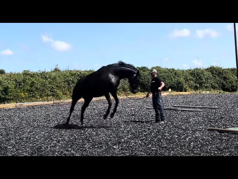 Huge beautiful and nervous horse rushes!