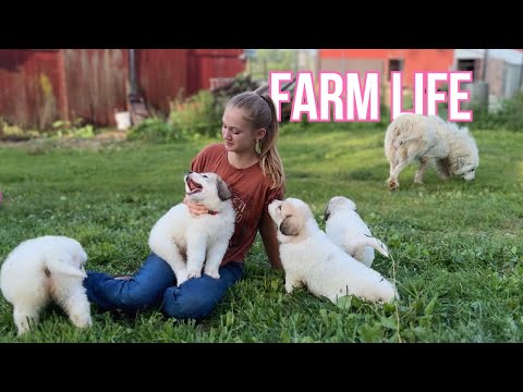 A Peaceful Afternoon with the Farm Animals