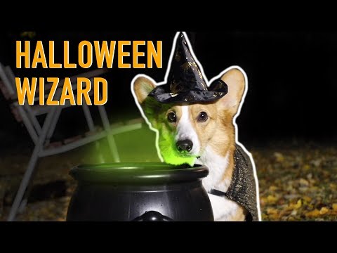 HALLOWEEN WIZARD - Topi the Corgi