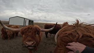 Raising Highland Cattle, the pros and cons!