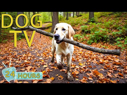 DOG TV: Video Entertain Keep Your Dog Happy & Relax While Home Alone - Anti-Anxiety Music for Dogs