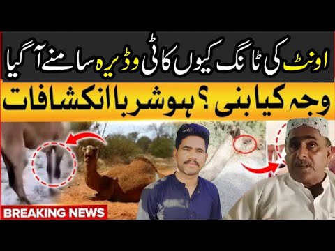 Unt ki tang kat de |Aisa q howa wadera samny aa gaya |Sindh camel |Pakistan |Trending viral