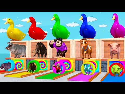 Long Slide Game With Cow Elephant Gorilla Pig Buffalo T-Rex - Funny 3d Animals - 3d Animal Game