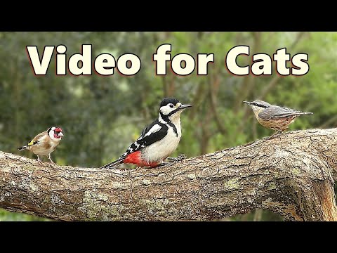 Videos for Cats to Watch Birds in My Garden ~ Virtual Bird Table Cat TV