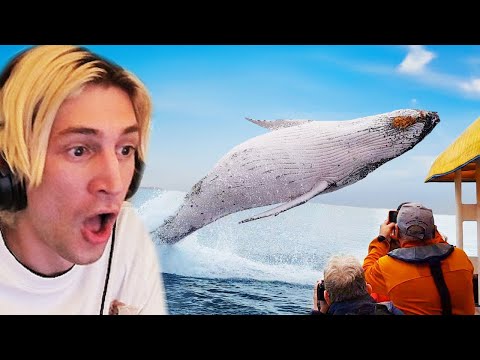 Craziest Animal Encounters of All Time | xQc Reacts